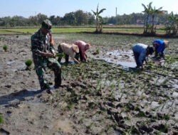Babinsa Pendamping Petani Sukseskan Penanaman Bibit Padi di Sawah
