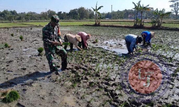 Babinsa Pendamping Petani Sukseskan Penanaman Bibit Padi di Sawah