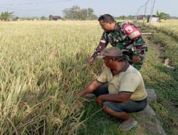 Babinsa Kodim Ponorogo Dampingi Petani Rawat Tanaman Padi Jelang Panen