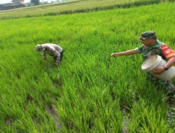 Koramil Sawit Dampingi Petani Jatirejo Laksanakan Pemupukan untuk Tingkatkan Hasil Panen