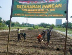 Satgas TMMD Reguler Ke-125 Bersama Warga Masyarakat Tanam Jagung, Dukung Ketahanan Pangan Nasional