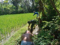 Babinsa Kodim Ponorogo Bantu Petani Bersihkan Irigasi Sawah