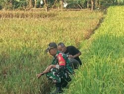 Petani Rawat Tanaman Padi Didampingi Babinsa Kodim Ponorogo
