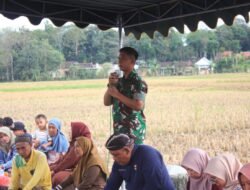 TNI dan Pemkab Trenggalek Guyub Panen Padi, Jaga Tradisi dan Ketahanan Pangan