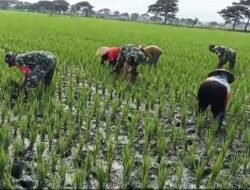 Babinsa Turun ke Sawah, Bantu Petani Bersihkan Rumput Liar demi Tingkatkan Hasil Panen