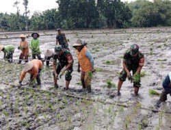 Babinsa Menanam Padi di Tengah Panas dan Lumpur