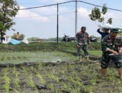 Babinsa Bantu Petani, Pupuk Lahan Demi Panen Raya yang Maksimal