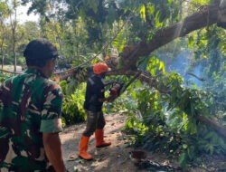Pohon Rawan Tumbang Ancam Warga, TNI dan BPBD Trenggalek Turun Tangan