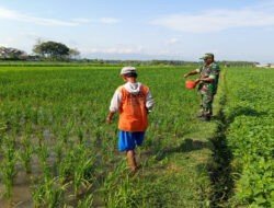 Babinsa Kodim Ponorogo Pendampingan Petani Pupuk Tanaman Padi