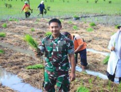 Dandim 0806/Trenggalek Menyatu dengan Petani: Tanam Padi Metode TOT di Kampak