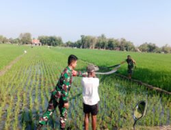 Babinsa Turun Tangan Bantu Pengairan Sawah, Petani Desa Peleman Sumringah