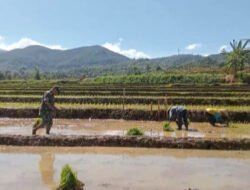 Babinsa Kodim Ponorogo Terjun ke Sawah Bantu Petani Tanam Padi