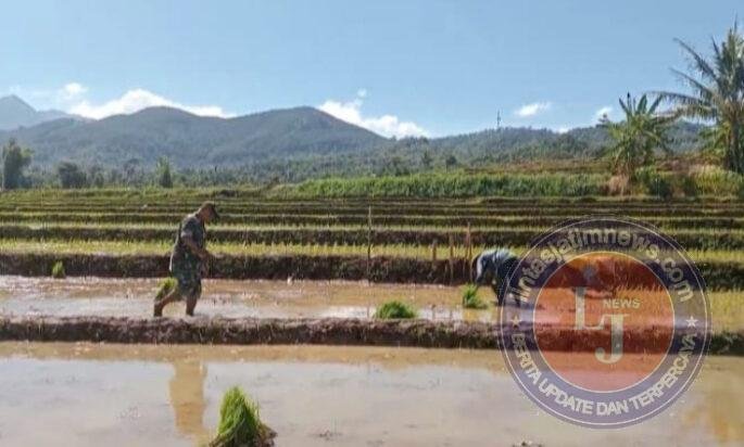 Babinsa Kodim Ponorogo Terjun ke Sawah Bantu Petani Tanam Padi