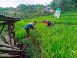 Babinsa Kodim Ponorogo Terjun ke Sawah Bantu Petani Tanam Padi