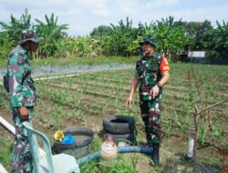 Ketahanan Pangan Jadi Prioritas, Dansatgas TMMD Reguler Ke-125 Kodim 0735/Surakarta Cek Progres Penanaman Jagung