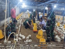 Babinsa Sambangi Kandang Ayam Potong, Pantau Kesehatan Hewan dan Ketersediaan Pangan