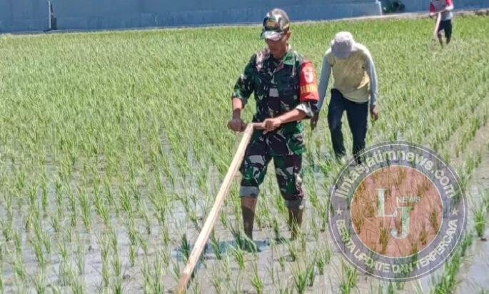 Babinsa Kodim Ponorogo Pendampingan Petani Penyiangan Gulma Tanaman Padi