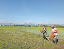 Babinsa Kodim Ponorogo Bantu Petani Pupuk Tanaman Padi