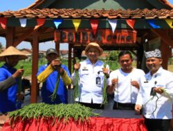 Berdayakan Warga Binaan, Lapas Banyuwangi Panen Perdana Kacang Panjang di Lahan SAE