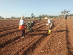 Dorong Ketahanan Pangan, Babinsa Simo Bantu Petani Tanam Jagung di Musim Kemarau