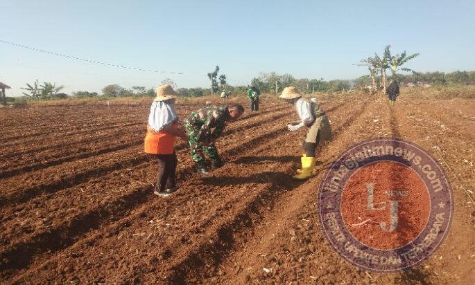 Dorong Ketahanan Pangan, Babinsa Simo Bantu Petani Tanam Jagung di Musim Kemarau