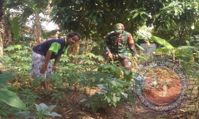 Babinsa Serengan Sambangi Lahan Ketahanan Pangan, Dorong Pemanfaatan Optimal Kesejahteraan Warga