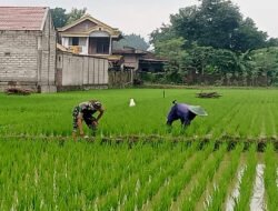 Babinsa Kodim Ponorogo Bantu Petani Rawat Tanaman Padi