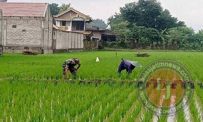 Babinsa Kodim Ponorogo Bantu Petani Rawat Tanaman Padi