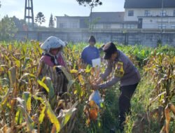Dukung Ketahanan Pangan Nasional: Polresta Malang Kota dan Gapoktan Panen 2,5 Ton Jagung