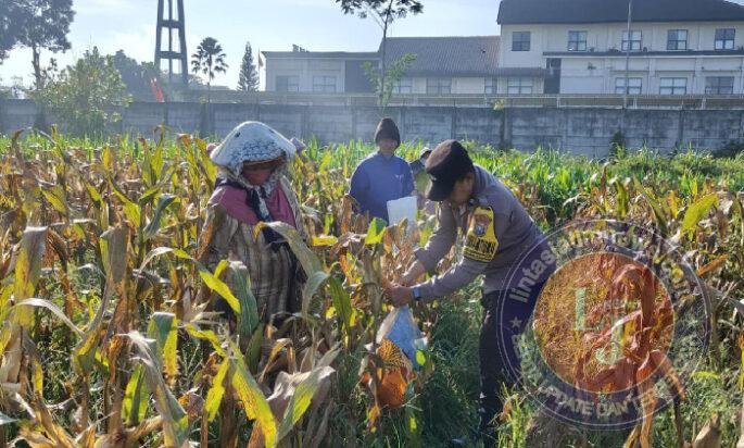 Dukung Ketahanan Pangan Nasional: Polresta Malang Kota dan Gapoktan Panen 2,5 Ton Jagung