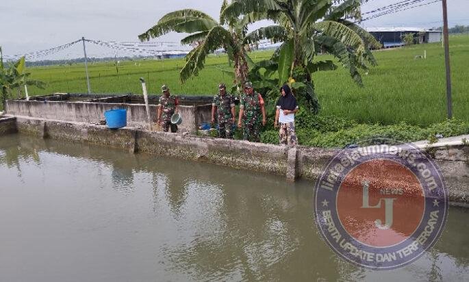 Babinsa Pantau Kolam Lele, Pastikan Ketersediaan Pakan Terjaga untuk Kesejahteraan Peternak