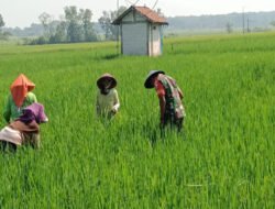 Kendalikan Gulma Pada Tanaman Padi, Babinsa Koramil Mantingan Bantu Petani Lakukan Penyiangan