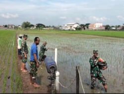 Babinsa Dampingi Petani, Sukseskan Pemupukan Padi