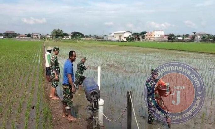Babinsa Dampingi Petani, Sukseskan Pemupukan Padi