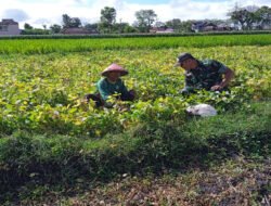 Babinsa Kodim Ponorogo Dampingi Petani Rawat Tanaman Kedelai