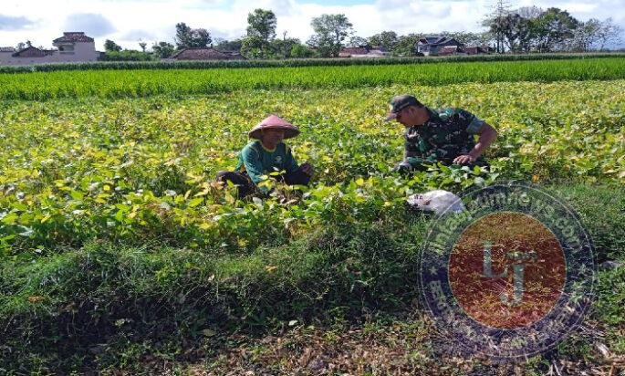 Babinsa Kodim Ponorogo Dampingi Petani Rawat Tanaman Kedelai