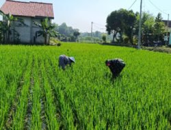Aktif Pendampingan Pertanian, Babinsa Bringin Bantu Petani Bersihkan Gulma Tanaman Padi