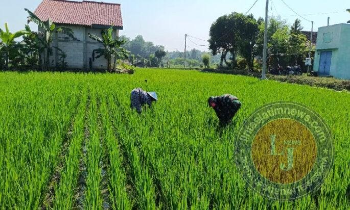 Aktif Pendampingan Pertanian, Babinsa Bringin Bantu Petani Bersihkan Gulma Tanaman Padi