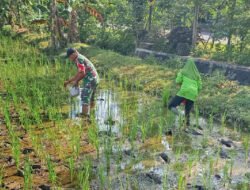 Babinsa Kodim Ponorogo Bantu Petani Pupuk Tanaman Padi