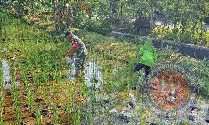Babinsa Kodim Ponorogo Bantu Petani Pupuk Tanaman Padi