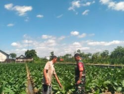 Babinsa Banyudono Ajak Petani Tembakau Semangat Berkarya