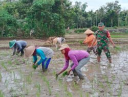 Loreng di Sawah, TNI Dampingi Petani Wujudkan Ketahanan Pangan