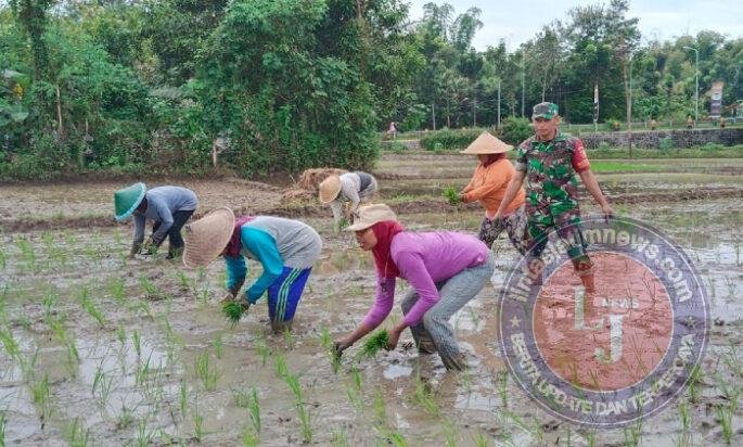 Loreng di Sawah, TNI Dampingi Petani Wujudkan Ketahanan Pangan