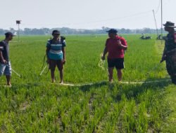 Babinsa Nogosari Dampingi Petani Kendalikan Serangan Hama Wereng