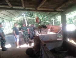 Danramil Gesi Pantau Kesehatan dan Perkembangan Ternak Sapi