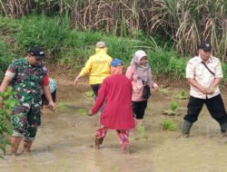 Kompak, TNI Turun Sawah Dukung Petani di Trenggalek