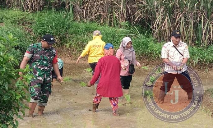 Kompak, TNI Turun Sawah Dukung Petani di Trenggalek