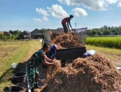 Petani Panen Kedelai, Babinsa Kodim Ponorogo Dampingi