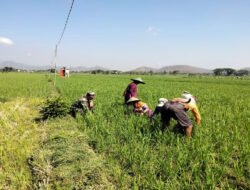 Babinsa Kodim Ponorogo Bantu Petani Siangi Gulma Tanaman Padi