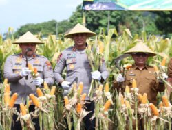 Perkuat Ketahanan Pangan Polres Blitar Kota bersama Forkopimda Panen Raya Jagung Kuartal III